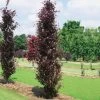 Fagus Sylvatica Dawyck Purple - Hêtre Fastigié Pourpre 1 Fagus Sylvatica Dawyck Purple - Hêtre Fastigié Pourpre -Plantes Séries Magasin Fagus sylvatica Dawyck Purple 87262 1