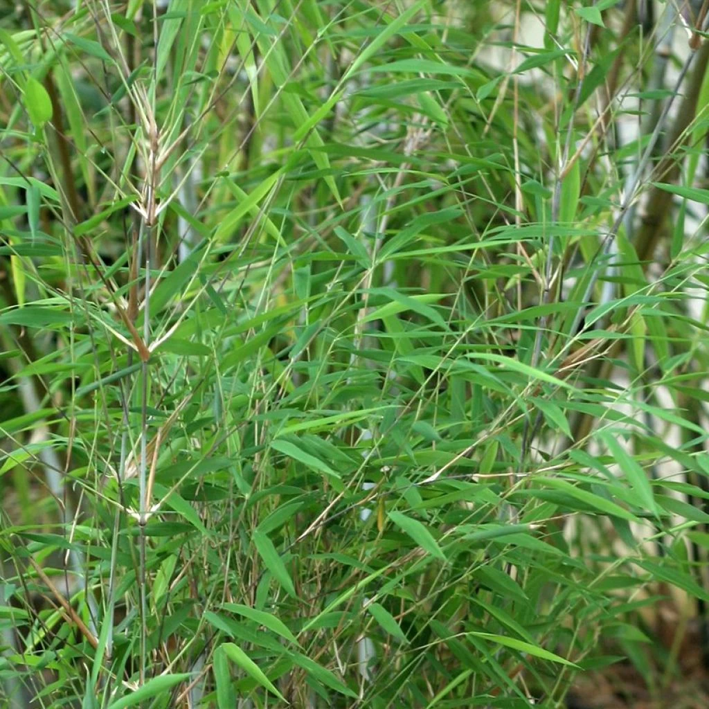 Fargesia Taibashan 2 - Bambou Non Traçant 3 Fargesia Taibashan 2 - Bambou Non Traçant