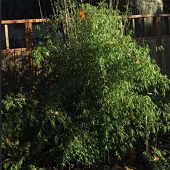 Fargesia Nitida Jiu - Bambou Non Traçant