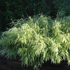 Bambou Non Traçant - Fargesia Rufa