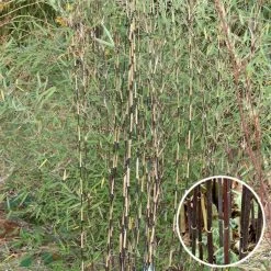 Fargesia Sp Jiuzhaigou Deep Purple - Bambou Non Traçant.