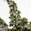 Fritillaria Persica Green Dreams - Fritillaire De Perse -Plantes Séries Magasin Fritillaria persica Green Dreams 15325 1