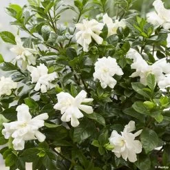 Gardenia Jasminoides Double Diamonds
