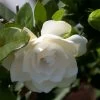 Gardenia Jasminoides Double Mint 1 Gardenia Jasminoides Double Mint -Plantes Séries Magasin Gardenia jasminoides Double Mint 85081 1