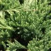 Genévrier Horizontal - Juniperus Horizontalis Prince Of Wales -Plantes Séries Magasin Genevrier horizontal Juniperus horizontalis Prince Of Wales IF 1001362 1