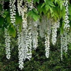 Glycine Du Japon - Wisteria Floribunda Shiro-noda