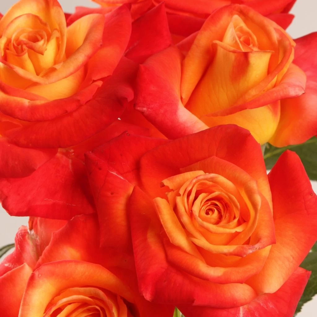 Rosier à Grandes Fleurs Henryane De Chaponay 3 Rosier à Grandes Fleurs Henryane De Chaponay