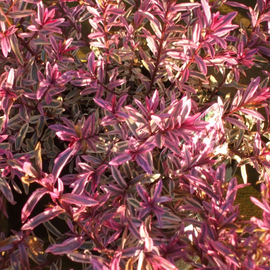 Hebe Heartbreaker - Véronique Arbustive 3 Hebe Heartbreaker - Véronique Arbustive