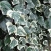 Lierre Des Canaries - Hedera Algeriensis Gloire De Marengo
