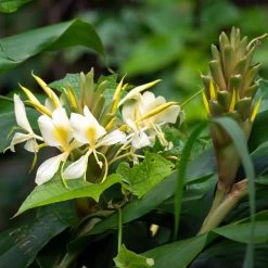 Hedychium Maximum