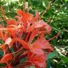 Hedychium Rubrum (deceptum) - Gingembre D'ornement 2 Hedychium Rubrum (deceptum) - Gingembre D'ornement -Plantes Séries Magasin Hedychium rubrum deceptum Gingembre d ornement V 18042 1