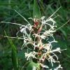 Hedychium Villosum Var. Tenuiflorum - Gingembre D'ornement 2 Hedychium Villosum Var. Tenuiflorum - Gingembre D'ornement -Plantes Séries Magasin Hedychium villosum Tenuiflorum Gingembre d ornement V 18037 1
