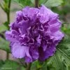 Hibiscus French Cabaret Purple - Althéa Double Violette