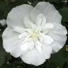 Hibiscus Syriacus White Chiffon - Althéa Blanc Double -Plantes Séries Magasin Hibiscus White Chiffon copyright 75441 1 2