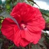 Hibiscus Moscheutos Red Wine - Hibiscus Des Marais 1 Hibiscus Moscheutos Red Wine - Hibiscus Des Marais -Plantes Séries Magasin Hibiscus moscheutos Red Wine 100639 1