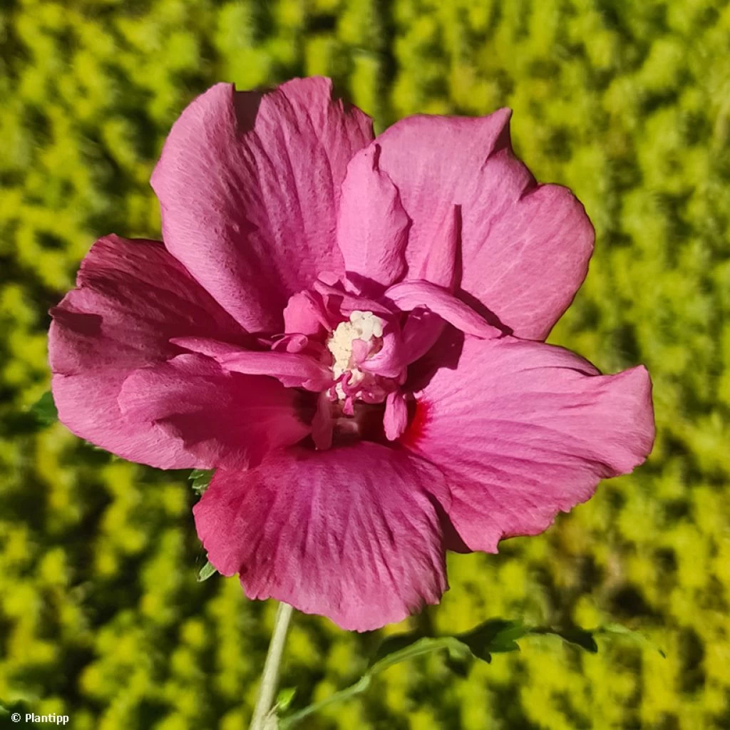 Hibiscus Syriacus Flower Tower Ruby - Althea 3 Hibiscus Syriacus Flower Tower Ruby - Althea