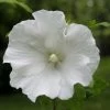 Hibiscus Syriacus Totus Albus - Althéa Blanc Pur. -Plantes Séries Magasin Hibiscus syriacus Totus Albus 84095 1