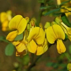 Coronilla Emerus (Hippocrepis) - Coronille Des Jardins