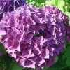 Hortensia - Hydrangea Macrophylla Hovaria Hobergine -Plantes Séries Magasin Hortensia Hobergine 67795 1