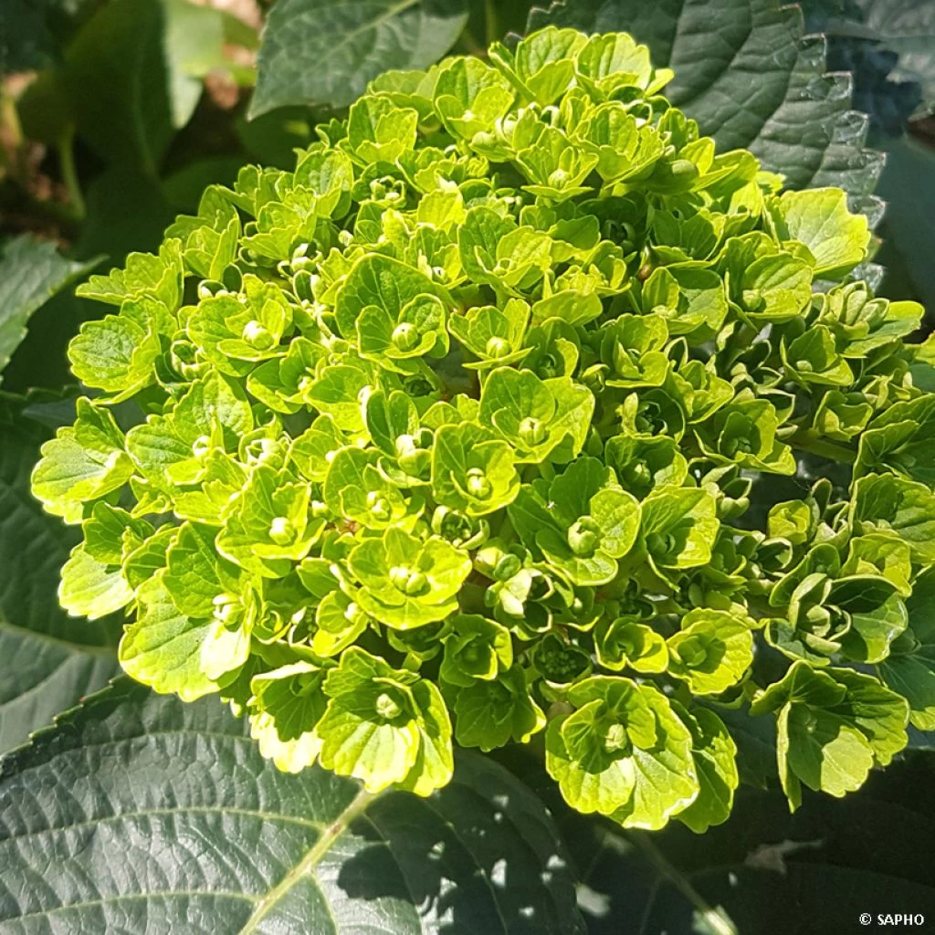 Hortensia - Hydrangea Macrophylla Green Ever Belles 3 Hortensia - Hydrangea Macrophylla Green Ever Belles