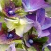 Hortensia - Hydrangea Macrophylla Lady Mata Hari