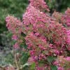Hortensia - Hydrangea Paniculata Pink Diamond