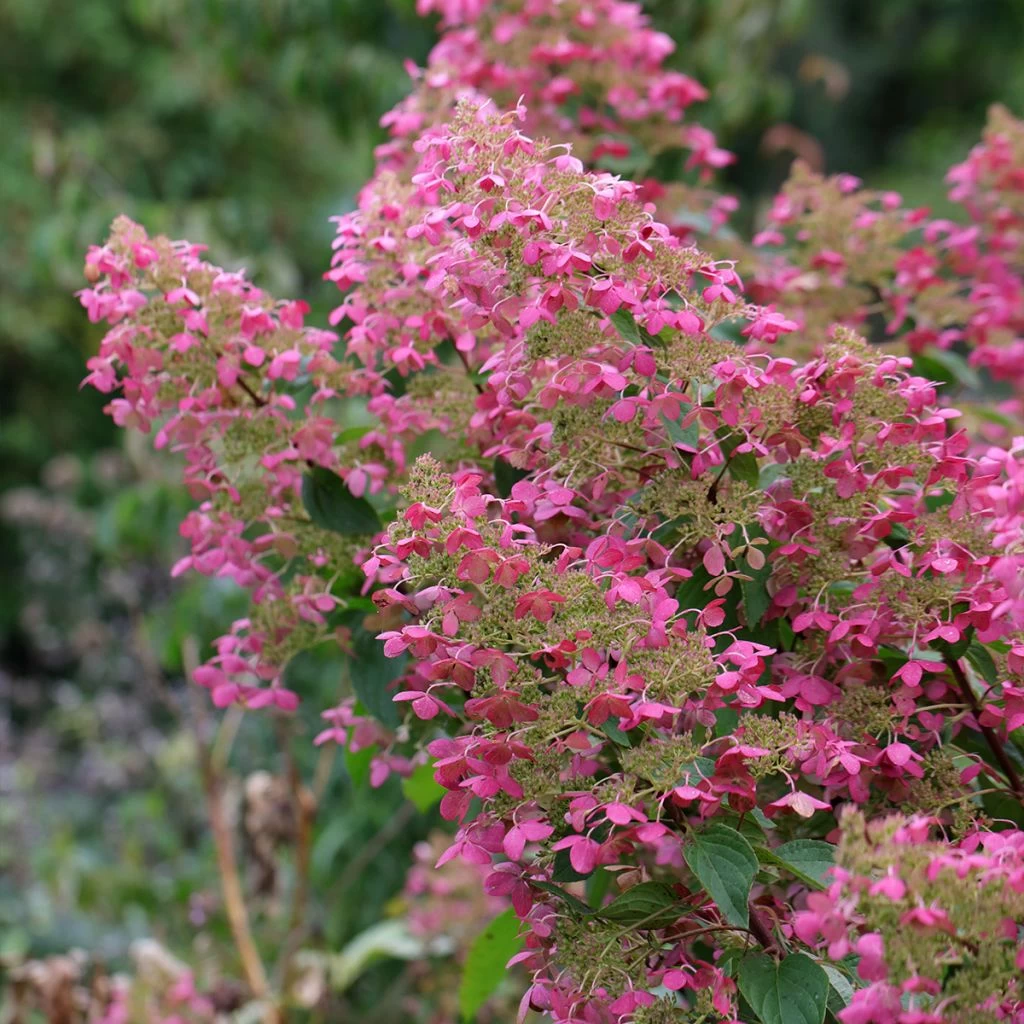 Hortensia - Hydrangea Paniculata Pink Diamond 3 Hortensia - Hydrangea Paniculata Pink Diamond