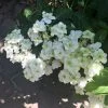 Hortensia - Hydrangea Serrata White On White -Plantes Séries Magasin Hortensia Hydrangea serrata White on White IF 182991 1