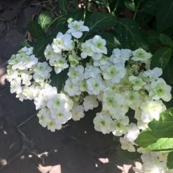 Hortensia - Hydrangea Serrata White On White