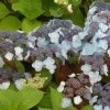 Hortensia - Hydrangea Serrata Shojo -Plantes Séries Magasin Hortensia Shojo 67827 1