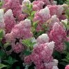 Hydrangea Paniculata Vanille Fraise - Hortensia Paniculé -Plantes Séries Magasin Hortensia Vanille Fraise Pot de C10L 82017 1
