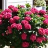 Hortensia Macrophylla King George V