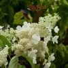 Hydrangea Paniculata Kyushu - Hortensia Paniculé