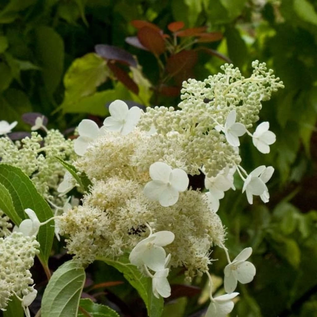 Hydrangea Paniculata Kyushu - Hortensia Paniculé 3 Hydrangea Paniculata Kyushu - Hortensia Paniculé