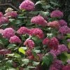 Hortensia Arborescens Bella Anna -Plantes Séries Magasin Hydrangea Bella Anna 67833 2