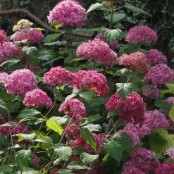 Hortensia Arborescens Bella Anna