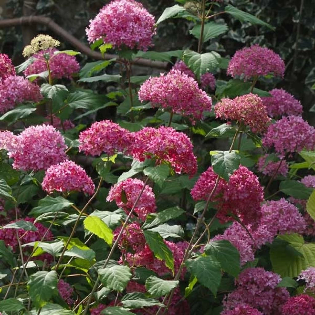 Hortensia Arborescens Bella Anna 3 Hortensia Arborescens Bella Anna