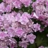 Hortensia - Hydrangea Macrophylla You And Me Forever 1 Hortensia - Hydrangea Macrophylla You And Me Forever -Plantes Séries Magasin Hydrangea You Me Forever 78224 1