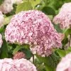 Hortensia Arborescens Candybelle® Bubblegum -Plantes Séries Magasin Hydrangea arborescens Candybelle Bubblegum 89524 1