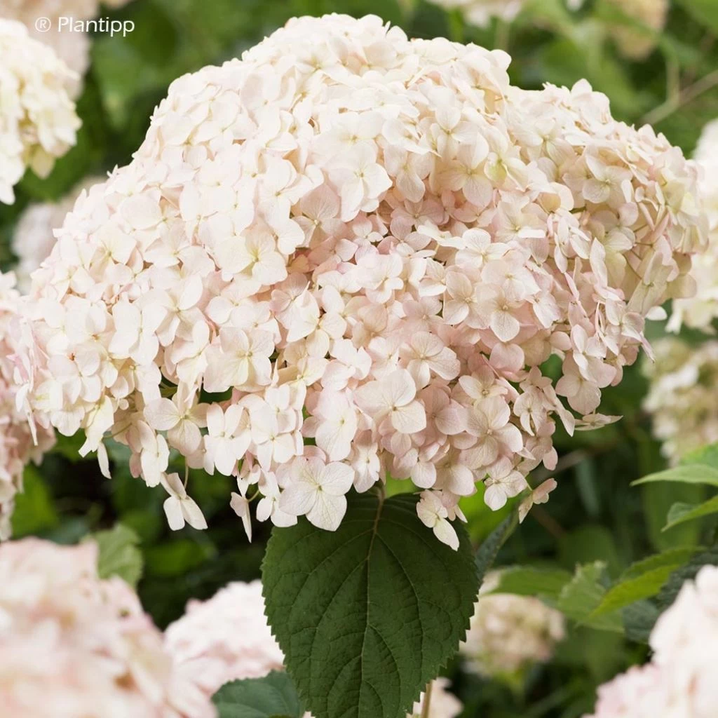 Hortensia Arborescens Candybelle Marshmallow 3 Hortensia Arborescens Candybelle Marshmallow