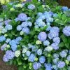 Hortensia - Hydrangea Macrophylla Blauer Prinz -Plantes Séries Magasin Hydrangea macrophylla Blauer Prinz 100032 1