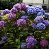 Hortensia - Hydrangea Macrophylla Blauer Zwerg -Plantes Séries Magasin Hydrangea macrophylla Blauer Zwerg 88323 1