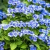 Hortensia - Hydrangea Macrophylla Blue Sky