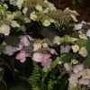 Hortensia - Hydrangea Macrophylla Blueberry Cheesecake