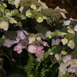 Hortensia - Hydrangea Macrophylla Blueberry Cheesecake