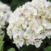 Hortensia - Hydrangea Macrophylla Endless Summer The Bride -Plantes Séries Magasin Hydrangea macrophylla Endless Summer The Bride 85486 1 1