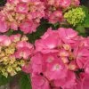 Hortensia - Hydrangea Macrophylla Rosita -Plantes Séries Magasin Hydrangea macrophylla Rosita 82568 1