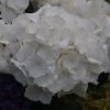 Hortensia - Hydrangea Macrophylla Schneeball -Plantes Séries Magasin Hydrangea macrophylla Schneeball 82749 1