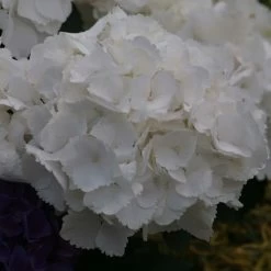 Hortensia - Hydrangea Macrophylla Schneeball