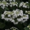 Hortensia - Hydrangea Macrophylla Wedding Gown